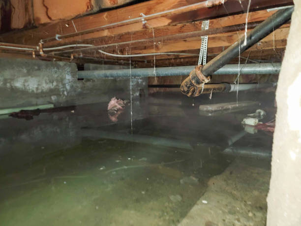 Best Water damage restoration near me  in Wakefield, NE