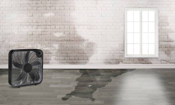 Best Sewage cleanup and water damage restoration  in Wakefield, NE
